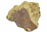 Hadrosaur (Edmontosaurus) Ossified Tendon in Sandstone - Wyoming #371519-1